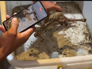 3 Kecamatan di Banyuwangi Padam gegara Kukang Tersengat Listrik