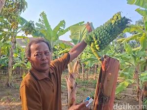 Unik! Pohon Pisang di Cilacap Berbuah di Batang