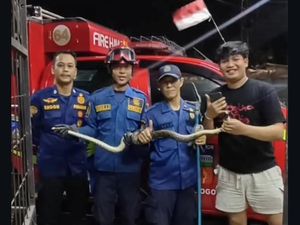 Ular Sanca 2 Meter Masuk ke Bak Mandi Bikin Panik Warga di Bogor