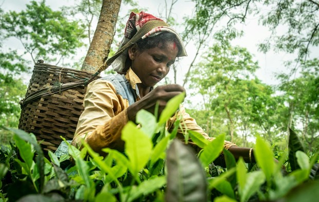 Kenya menghasilkan sekitar 570 ribu ton teh dan menjadi negara penghasil teh terbesar ketiga dalam daftar ini. Industri teh Kenya berkembang berkat kondisi dataran tinggi yang mendukung pertumbuhan tanaman teh.