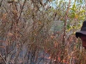 Polisi Selidiki Biang Keladi Kebakaran Hutan Gunung Lawu