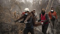 51 Orang Utan Diselamatkan dari Karhutla di Kalbar