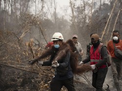 51 Orang Utan Diselamatkan dari Karhutla di Kalbar