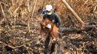 Kebakaran Hutan Rusak Habitat Orang Utan, Pakan Hilang, Nyawa Terancam
