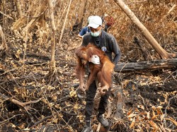 4 Orang Utan Terjebak Karhutla di Ketapang hingga Kondisinya Memprihatinkan