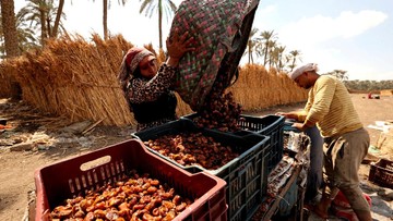 Panen Kurma Mesir Capai 2 Juta Ton per Tahun, Terbesar di Dunia