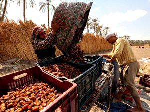 Panen Kurma Mesir Capai 2 Juta Ton per Tahun, Terbesar di Dunia