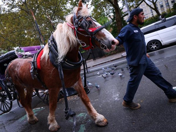 Setelah 150 Tahun, Kereta Kuda Ikonik di Central Park Terancam Pensiun