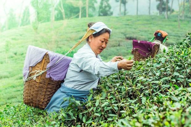 Tiongkok merupakan negara penghasil teh terbesar di dunia dengan produksi sekitar 3,2 juta ton. Negara ini memiliki sejarah panjang budidaya teh, beragam jenis teh, serta industri perkebunan yang tersebar di berbagai wilayah.