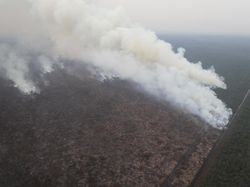 BNPB Identifikasi 44 Area Konversi Hutan-Perkebunan Terbakar di Sumsel