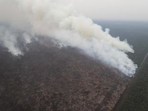 BNPB Identifikasi 44 Area Konversi Hutan-Perkebunan Terbakar di Sumsel
