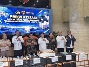 10 Kali Beraksi, Polisi Usut Jaringan Penyelundup 73 Ribu Ekor Benih Lobster