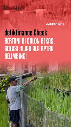 Video detikfinance Check: Bertani di Galon Bekas, Solusi Hijau ala RPTRA Belimbing!