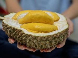 Pedagang Vietnam Rela Bayar Komisi Rp 4.200/Kg demi Berburu Durian Musang King