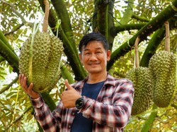 Durian Musang King Diburu, Pedagang di Vietnam Rela Bayar Komisi Demi Stok