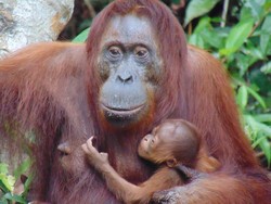 Nasib Bayi Orang Utan yang Rentan Saat Karhutla, Butuh Induk di Sisinya