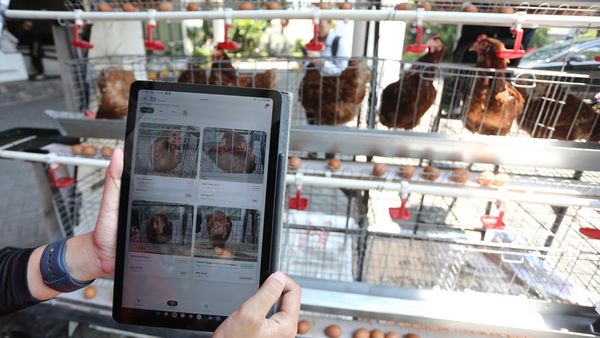 Inovasi Kandang Pintar Manfaatkan AI untuk Pantau Kesehatan Ayam