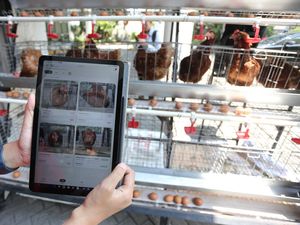 Inovasi Kandang Pintar Manfaatkan AI untuk Pantau Kesehatan Ayam