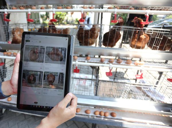 Inovasi Kandang Pintar Manfaatkan AI untuk Pantau Kesehatan Ayam