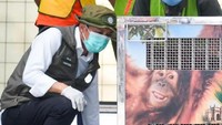 Heera, Orang Utan yang Diselamatkan di India, Akhirnya Pulang Kampung