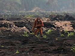 Kronologi Penyelamatan Puluhan Orang Utan Korban Karhutla Kalimantan