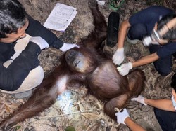 Orang Utan Betina yang Dievakuasi di KM 14 Pangkalan Bun Dinamai Zahra