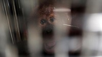 Orang Utan Sumatera Dipulangkan dari India