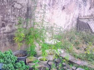 Buru DPO, Polisi di Situbondo Malah Temukan 26 Pohon Ganja dalam Rumah