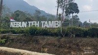 Kebun Teh Tambi, Hijau yang Tak Berujung