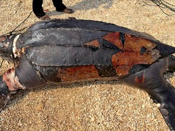 Geger Bangkai Penyu Belimbing Raksasa Mengapung di Perairan Ciracap