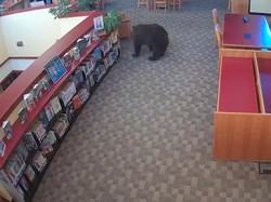 Perpustakaan Ini Kedatangan Tamu Tak Biasa... Seekor Beruang!