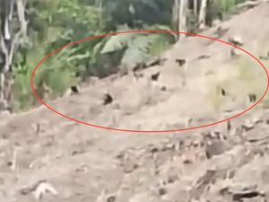 Kawanan Monyet Serbu Permukiman Warga Pinrang Imbas Karhutla
