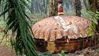Benda Logam Mirip Kubah Kembali Ditemukan di Kebun Sawit Kotim Kalteng