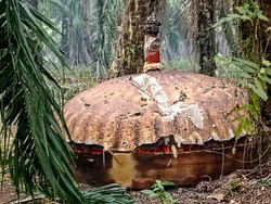 BRIN Ungkap Asal Logam Misterius di Kebun Sawit Kalteng: Sampah Roket China