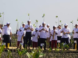 Mengenal NbS, Program BOPPJ untuk Lindungi Pesisir Pantai Utara Jawa