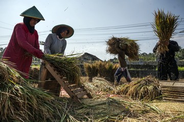 Serapan Gabah Bulog Jateng Tembus 108 Persen dari Target Tahunan