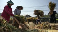 Serapan Gabah Bulog Jateng Tembus 108 Persen dari Target Tahunan