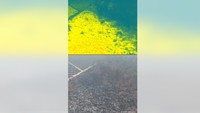 Drone WWF Beri Jawaban Mengapa Api Lahan Gambut Sulit Dipadamkan