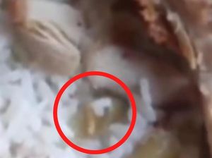 Menu MBG di Palopo Diduga Berisi Ulat, Dinkes Selidiki