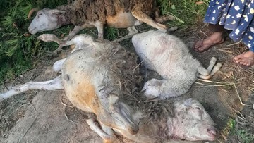 Nenek Petani Tawangmangu Lawan Macan dengan Sandal, Cegah Serangan ke Ternak