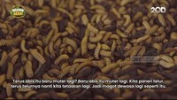 Video: Budidaya 'Belatung' Maggot untuk Bersih-bersih Sampah Organik