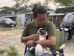 Tak Hanya Manusia, Kucing Jalanan Juga Sesak karena Asap Karhutla