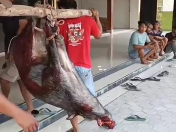 Babi Hutan Masuk Masjid di Blora Ditembak Mati, Dagingnya Dibagi ke Warga - Infolitik