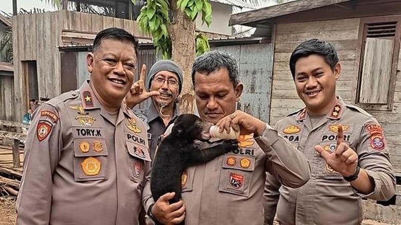 Karhutla Pisahkan Anak Beruang Madu Bernama Meli dari Induknya