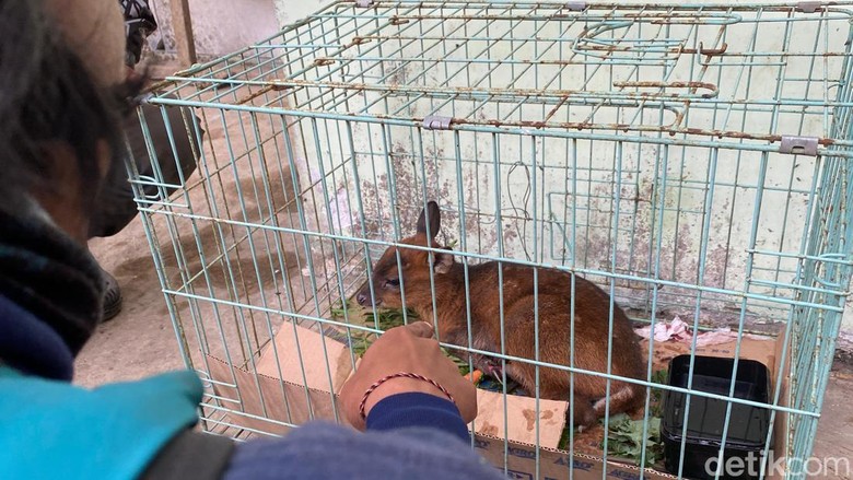 Video Nasib Pilu Anak Kijang Terjebak Kobaran Api Karhutla Gunung Arjuno