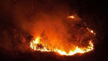 IDI Soroti Bahaya Asap Karhutla, Paparan Jangka Panjang Bisa Picu Kanker - Infolitik