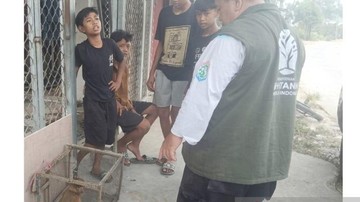 Salut! 4 Bocah Samarinda Selamatkan Bekantan yang Nyasar ke Permukiman - Infolitik