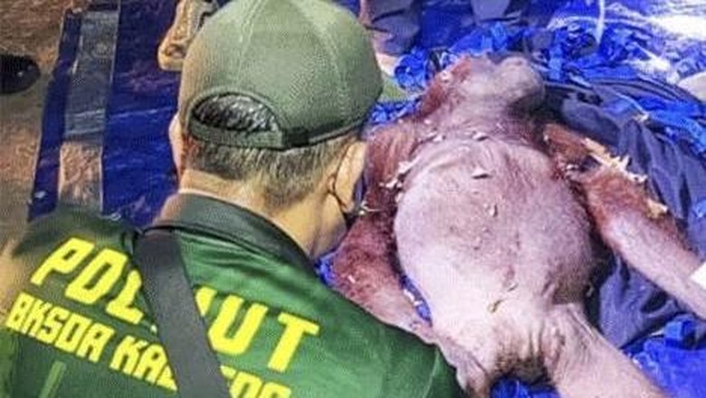 Terjebak Karhutla dan Jerat, Induk Orang Utan Gadis Bertahan Lindungi Bayinya