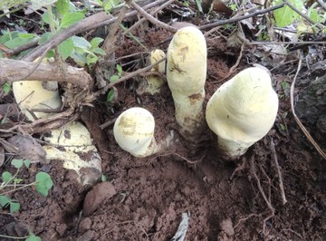 Raja Jamur Ditemukan di Hutan China, Ukurannya Raksasa - Infolitik