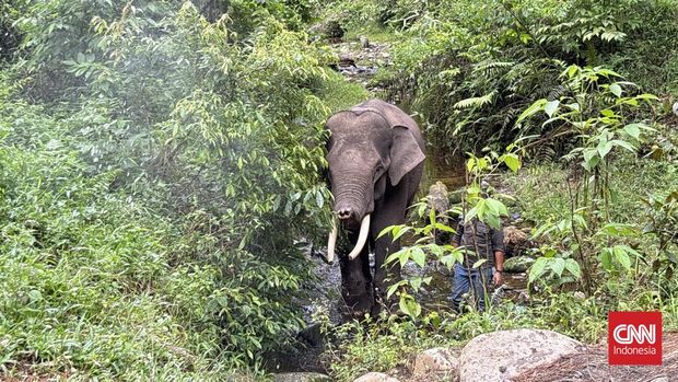 mahout menggembalakan gajah ke hutan di kawasan Aek Nauli